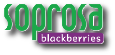Soprosa Blackberries